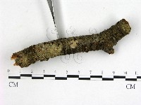 登錄號:F0001169藏品圖，第3張