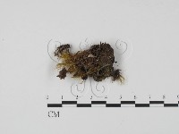 登錄號:F0001172藏品圖，第1張