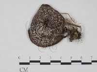 登錄號:F0001174藏品圖，第1張