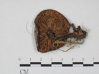 登錄號:F0001174藏品圖，第3張