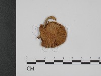 登錄號:F0001175藏品圖，第1張