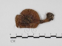 登錄號:F0001176藏品圖，第1張