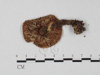登錄號:F0001176藏品圖，第3張