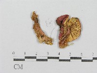 紅菇屬藏品圖，第3張
