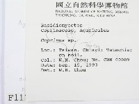 鬼傘屬藏品圖，第2張