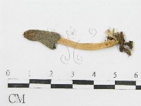 鬼傘屬藏品圖，第3張