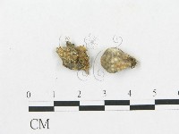 登錄號:F0001179藏品圖，第1張
