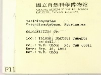 微皮傘屬藏品圖，第2張