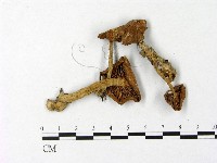 微皮傘屬藏品圖，第3張