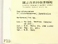 微皮傘屬藏品圖，第2張