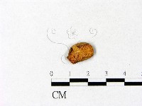 微皮傘屬藏品圖，第3張