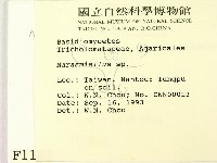微皮傘屬藏品圖，第2張