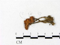 微皮傘屬藏品圖，第1張