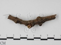 登錄號:F0001184藏品圖，第1張
