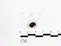 登錄號:F0001186藏品圖，第1張