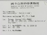 剛毛絲皮菌藏品圖，第2張