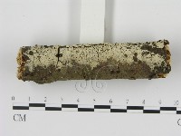 剛毛絲皮菌藏品圖，第3張