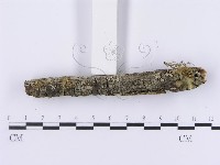 登錄號:F0001192藏品圖，第5張