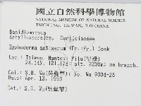 剛毛絲皮菌藏品圖，第2張