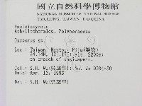 銳孔菌屬藏品圖，第2張