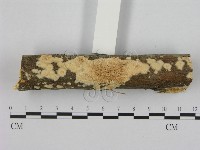 銳孔菌屬藏品圖，第3張