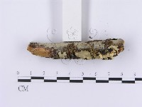 登錄號:F0001198藏品圖，第5張