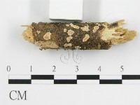 登錄號:F0001205藏品圖，第6張