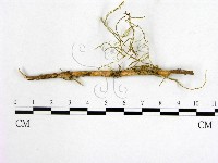 登錄號:F0001206藏品圖，第1張