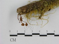 登錄號:F0001209藏品圖，第1張
