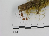 登錄號:F0001209藏品圖，第3張