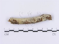 登錄號:F0001213藏品圖，第1張