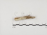 登錄號:F0001217藏品圖，第1張