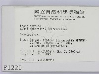 銳孔菌屬藏品圖，第2張