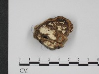 登錄號:F0001221藏品圖，第3張