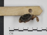 登錄號:F0001221藏品圖，第4張