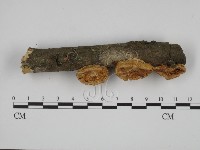 登錄號:F0001228藏品圖，第1張