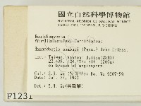 冇骨消絲齒菌藏品圖，第2張