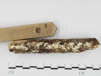 冇骨消絲齒菌藏品圖，第3張