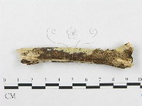 登錄號:F0001233藏品圖，第1張