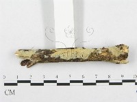 登錄號:F0001233藏品圖，第3張