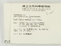 冇骨消絲齒菌藏品圖，第2張