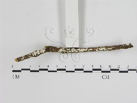 登錄號:F0001236藏品圖，第1張