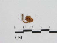 登錄號:F0001237藏品圖，第1張