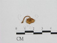 登錄號:F0001237藏品圖，第3張