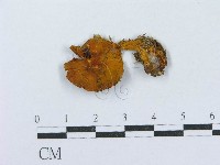 登錄號:F0001240藏品圖，第1張