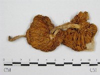 登錄號:F0001245藏品圖，第1張