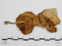 登錄號:F0001245藏品圖，第3張