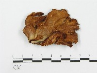 登錄號:F0001246藏品圖，第1張