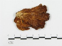 登錄號:F0001246藏品圖，第4張