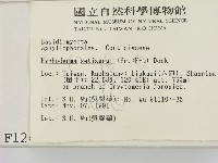 剛毛絲皮菌藏品圖，第2張